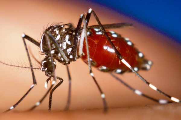 chikungunya