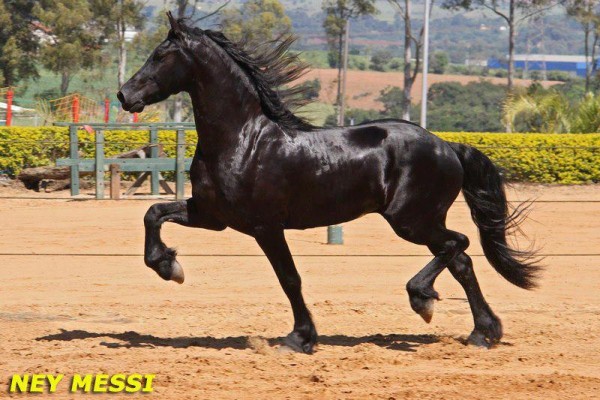 Friesian em liberdade