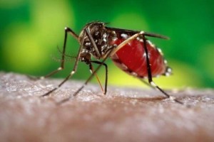tn_257ee8e688_dengue111111111111111111111