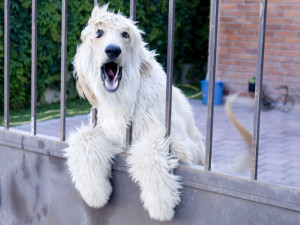cachorro-latindo