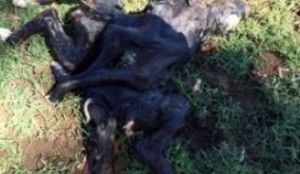 tn_1484388825_bezerro-nasce-com-oito-patas-duas-cabecas-e-tres-rabos-no-parana-m-08092016-163412