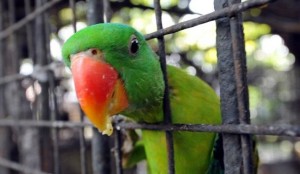 tn_d6086ef43a_papagaio-dedo-duro