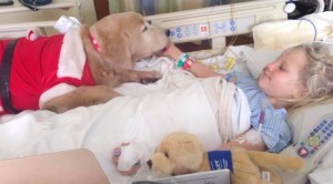Pets já podem fazer visitas em hospitais do Paraná