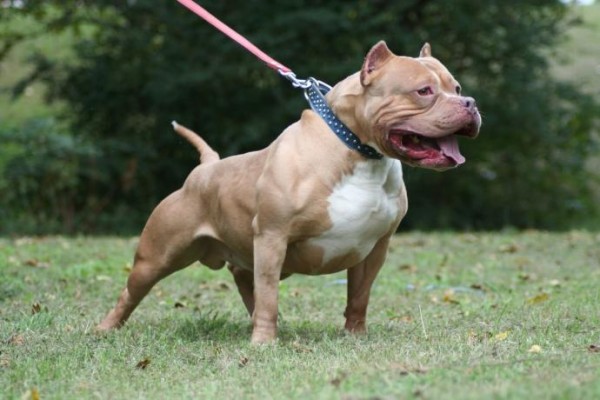 tn_6474d35485_cachorro-pitbull