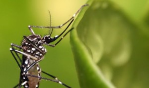 dengue