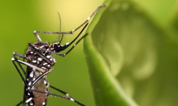 dengue