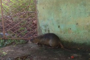 tn_2c1e36cecc_rato2