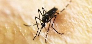2,2 milhões de brasileiros tiveram doenças ligadas ao Aedes em 2016