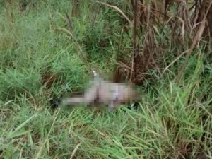 Corpo-de-mulher-é-encontrado-em-matagal-às-margens-da-BR-376