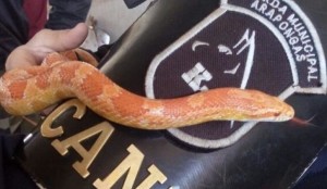 animais arapongas