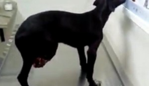 tn_a0d892ca65_cachorro-linha-trem-768x635
