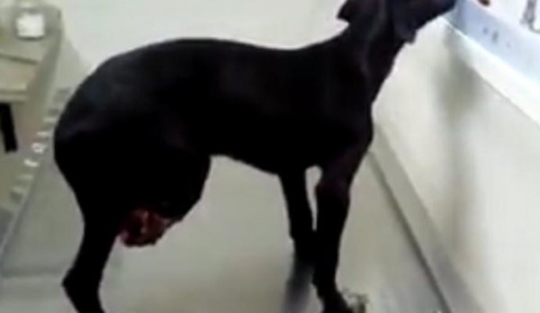 tn_a0d892ca65_cachorro-linha-trem-768x635