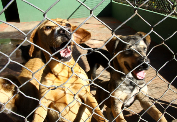 foto_Canil_Apuca