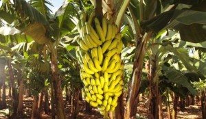 tn_dafda95e84_banana