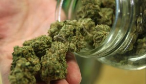tn_fc325ac708_maconha7777777