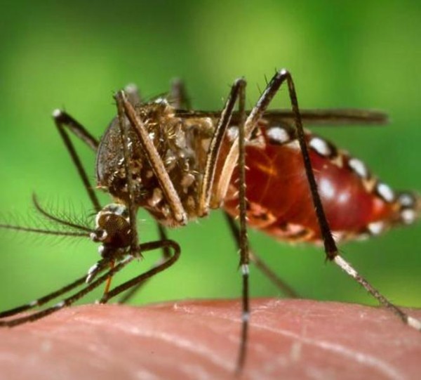 tn_bf2e8a50cd_dengue