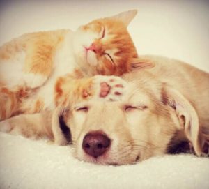 tn_aeb9e16b33_doencas-de-caes-e-gatos