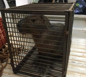 tn_1e22147756_capivara-3