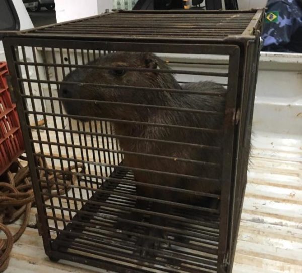 tn_1e22147756_capivara-3