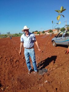 plantio de arvores 3