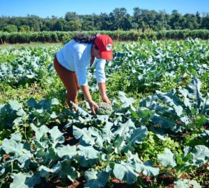tn_0f54f1838c_projeto-verduras-e-legumes-dorcelina-folador-sergio-18