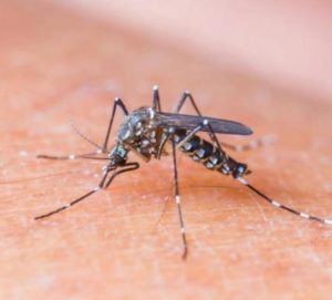tn_43f32e2cf2_dengue