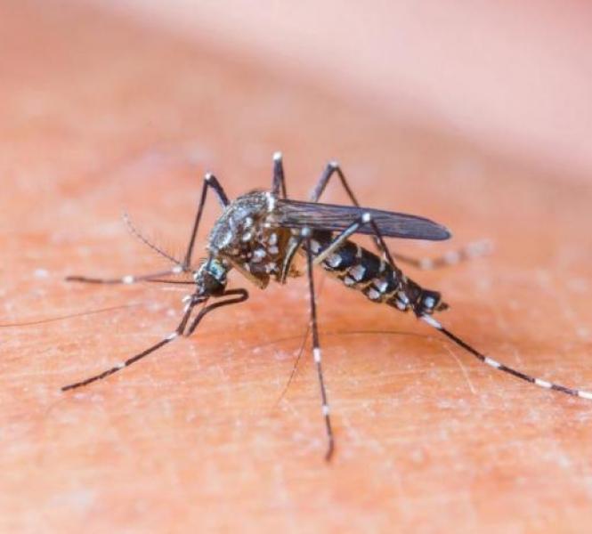 tn_43f32e2cf2_dengue