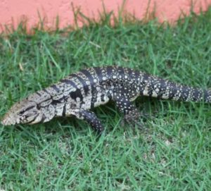 tn_f81c184dbc_lagarto-2-696x503