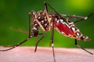 mosquito-da-dengue