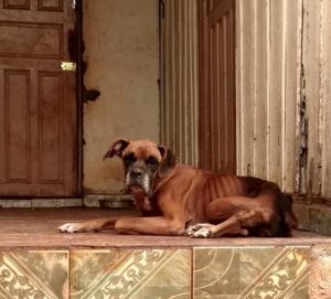 tn_1c57acd04c_tn-5d93ea6d44-cachorro