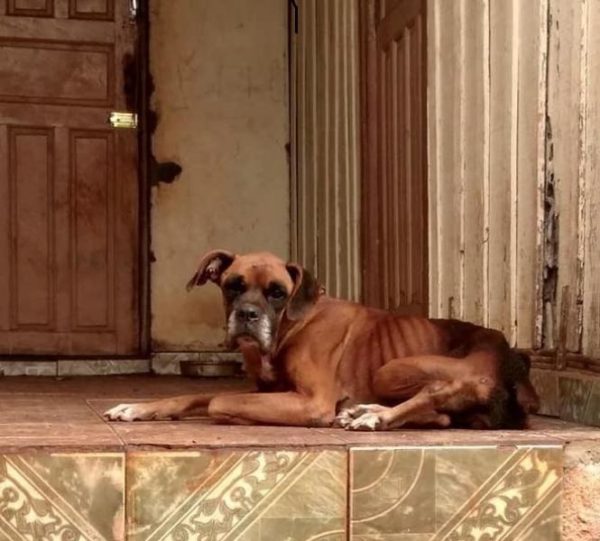 tn_1c57acd04c_tn-5d93ea6d44-cachorro