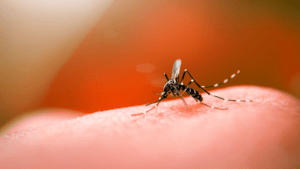 dengue