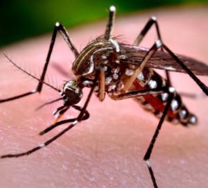 tn_6e15adffba_dengue