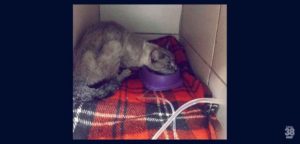 Gatinha-sobrevive-por-58-dias-sozinha-em-apartamento-após-morte-do-dono--696x333