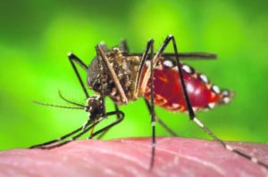 dengue-parana-1024x678