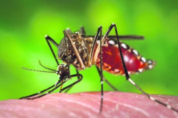 dengue-parana-1024x678