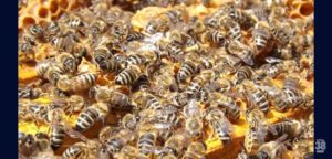 Ataque-de-abelhas-em-clube-deixa-seis-pessoas-feridas