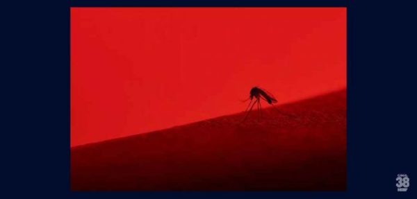 Paraná-é-destaque-nacional-com-88-mil-casos-de-dengue-com-69-mortes-696x333