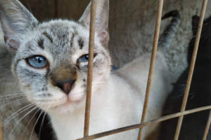 noticia_130520_img1_gatos
