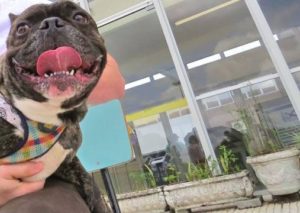 noticia_717879_img1_buldogue-francs