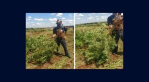 Pe-de-maconha-com-16-metro-e-apreendido-pela-GM-em-Arapongas-696x385