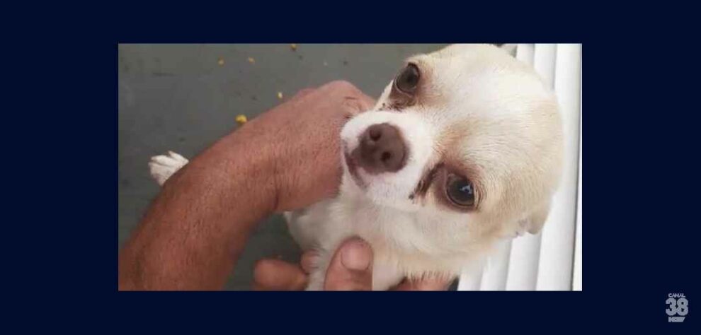 Apucaranense procura cachorrinho que foi furtado de quintal e oferece recompensa