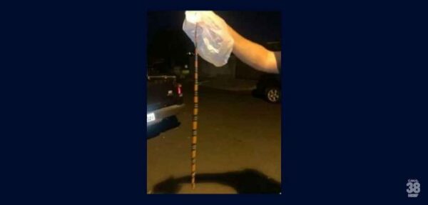 Criança chora e casal encontra cobra coral dentro de bebê conforto em Maringá