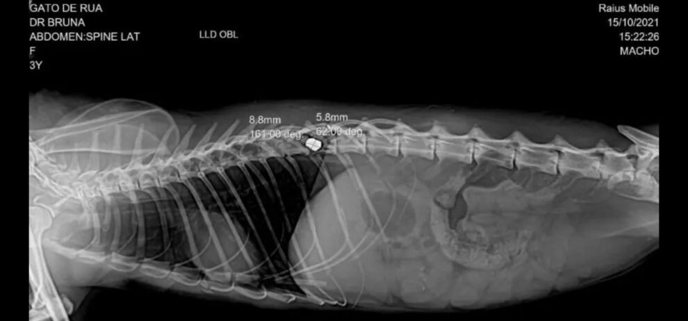 Gato é resgatado com bala de arma de fogo alojada na coluna   38 NEWS