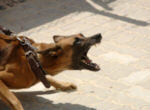 Homem é atacado por cães em Novo Itacolomi