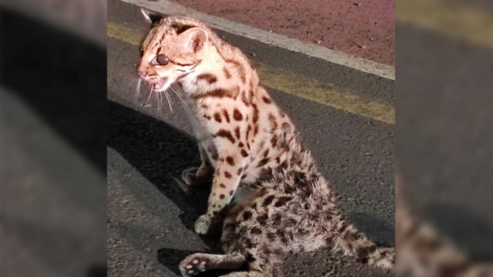 Espécie de felino ameaçado de extinção é resgatado em Arapongas