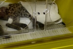 Felino resgatado em Arapongas morre em clínica veterinária
