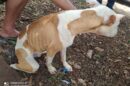 Mulher está sendo procurada após mudar de endereço e abandonar cachorro em Arapongas