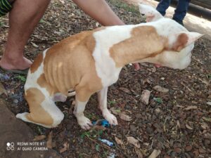 Mulher está sendo procurada após mudar de endereço e abandonar cachorro em Arapongas