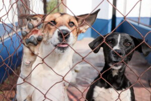 Programa “Mais Vida Animal” chega a 770 castrações